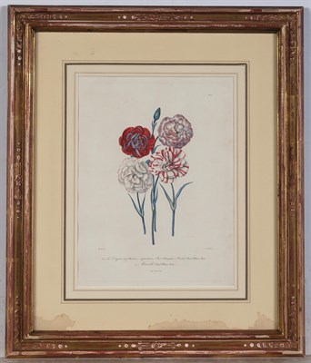 Lot 92 - After Planson [CARNATION STUDIES] Eight...