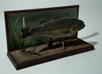 Lot 96 - Mounted Black Bass, Prepared by Prof. George E....