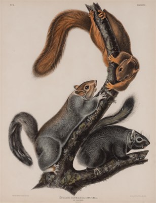 Lot 92 - After John James Audubon CAT SQUIRREL;...