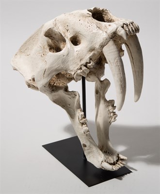 Lot 199 - Saber-Toothed Tiger Skull Replica Study Model...
