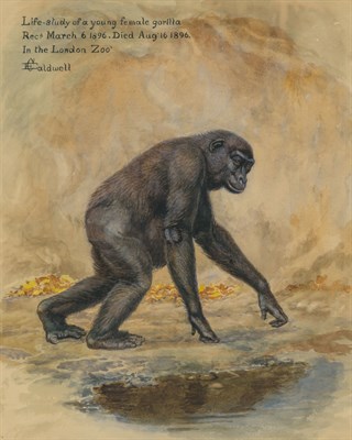 Lot 197 - Edmund Caldwell British, 1852-1930 Life Study...