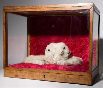 Lot 196 - Victorian-era Deformed Two-Faced Taxidermied...