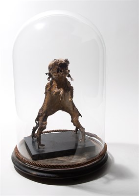Lot 185 - Deformed Conjoined Fetal Pig in Glass Dome...