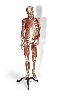 Lot 161 - Louis Thomas Jerome Auzoux Male Anatomical...