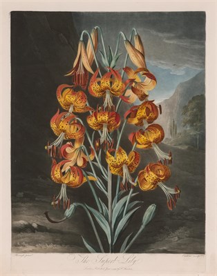 Lot 83 - Dr. Robert Thornton, publisher THE SUPERB LILY...