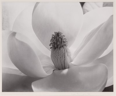 Lot 60 - CUNNINGHAM, IMOGEN (1883-1976) Magnolia...
