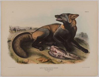 Lot 93 - After John James Audubon AMERICAN CROSS FOX;...