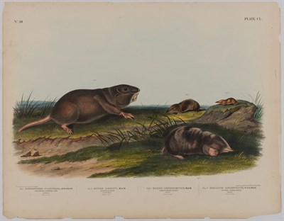 Lot 93 - After John James Audubon AMERICAN CROSS FOX;...