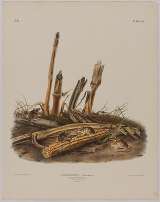 Lot 93 - After John James Audubon AMERICAN CROSS FOX;...
