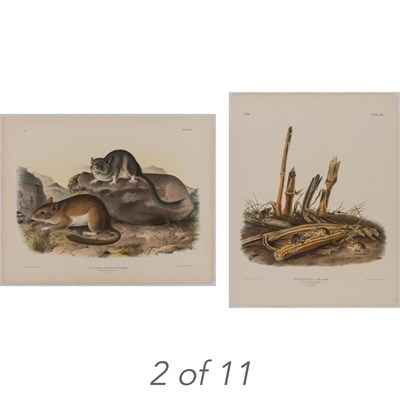 Lot 93 - After John James Audubon AMERICAN CROSS FOX;...