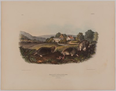 Lot 93 - After John James Audubon AMERICAN CROSS FOX;...