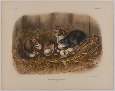 Lot 93 - After John James Audubon AMERICAN CROSS FOX;...