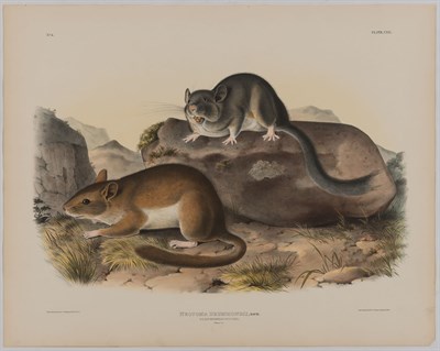 Lot 93 - After John James Audubon AMERICAN CROSS FOX;...