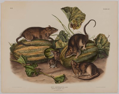 Lot 93 - After John James Audubon AMERICAN CROSS FOX;...