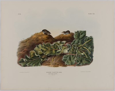 Lot 93 - After John James Audubon AMERICAN CROSS FOX;...