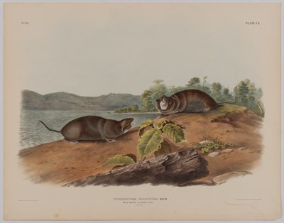Lot 93 - After John James Audubon AMERICAN CROSS FOX;...