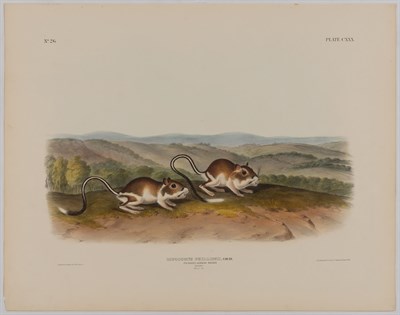 Lot 93 - After John James Audubon AMERICAN CROSS FOX;...