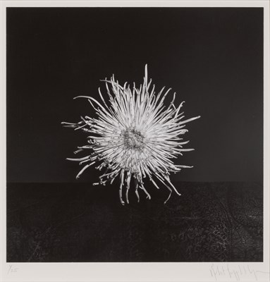 Lot 90 - MAPPLETHORPE, ROBERT (1946-1989) Chrysanthemum,...