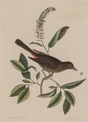 Lot 85 - Mark Catesby (1683-1749) THE CAT BIRD; THE...