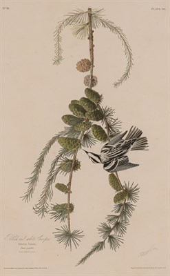 Lot 88 - After John James Audubon BLACK AND WHITE...