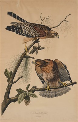 Lot 87 - After John James Audubon RED-SHOULDERED HAWK...