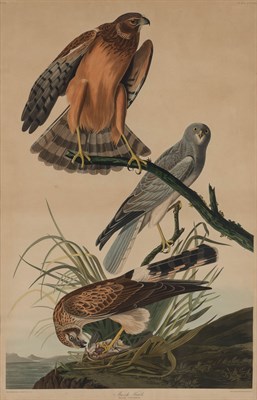 Lot 91 - After John James Audubon MARSH HAWK...