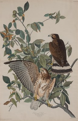 Lot 89 - After John James Audubon BROAD-WINGED HAWK...