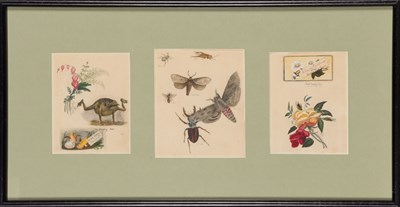 Lot 245 - American School Late 19th Century Group of...