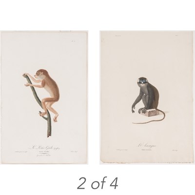 Lot 84 - Jean-Baptiste Audebert (1759-1800) [MONKEY AND...