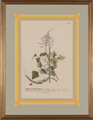 Lot 94 - After Georg Dionysius Ehret (1710-1770) [PLANT...