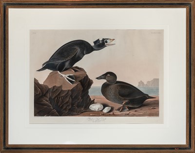 Lot 121 - After James James Audubon (1785-1851) BLACK,...