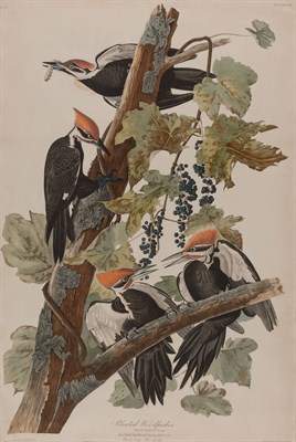 Lot 90 - After John James Audubon PILEATED WOODPECKER...