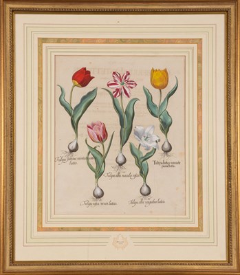 Lot 108 - Basilius Besler (1561-1629) TULIPA...