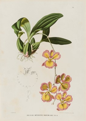 Lot 228 - WAWRA VON FERNSEE, HEINRICH Botanische...