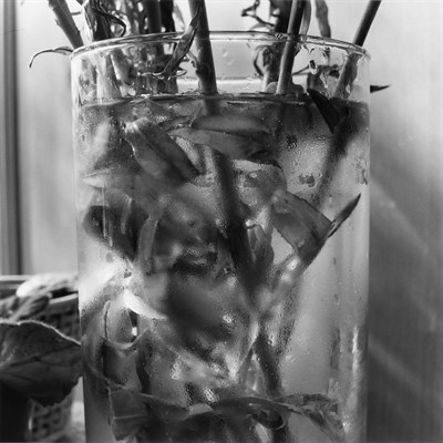 Lot 73 - FRIEDLANDER, LEE (b. 1934) New City, New York,...