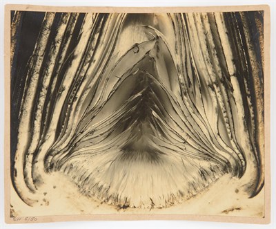 Lot 93 - WESTON, EDWARD (1886-1958) [Artichoke, Halved,...