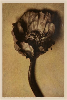Lot 45 - METZNER, SHEILA (b. 1939) Tree Peony, 1999....