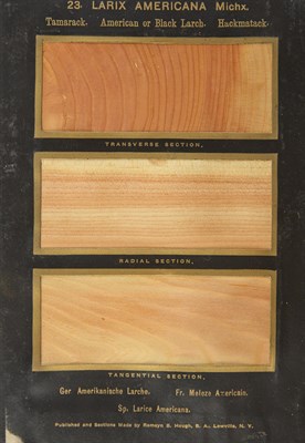 Lot 22 - HOUGH, ROMEYN B. The American Woods, exhibited...