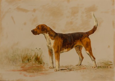 Lot 18 - Maud Earl British, 1864-1943 Foxhound in a...