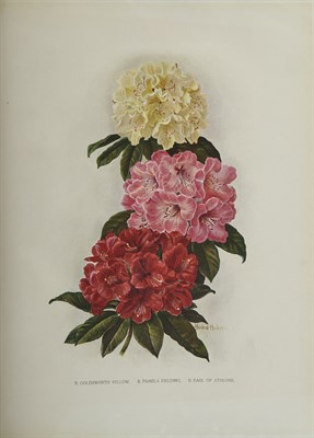 Lot 145 - Collection: From the Collection of Quentin...