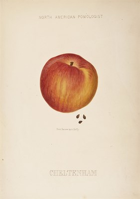 Lot 105 - HOFFY, ALFRED Hoffy's North American...
