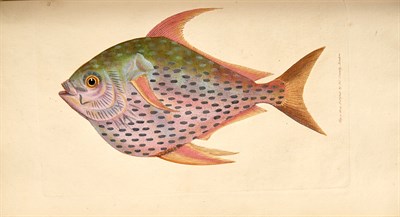 Lot 206 - Collection: From the Collection of Quentin...