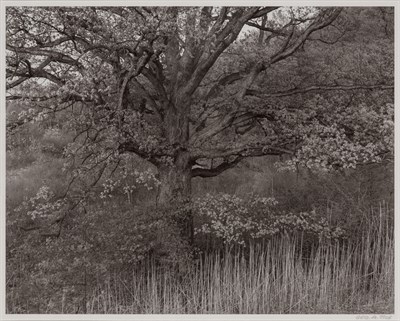 Lot 129 - TICE, GEORGE b. 1938 Oak Tree, Holmdel, New...