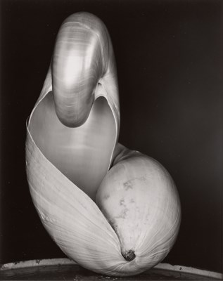 Lot 135 - WESTON, EDWARD (1886-1958) Two Shells...