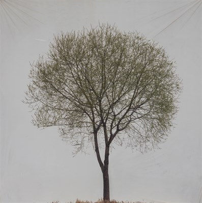 Lot 221 - HO LEE, MYOUNG Tree #13, 2007. Archival ink...