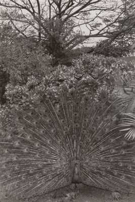 Lot 70 - FRIEDLANDER, LEE (b. 1934) Honolulu, 1977,...