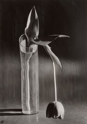 Lot 85 - KERTÉSZ, ANDRÉ (1894-1985) [Melancholic Tulip],...