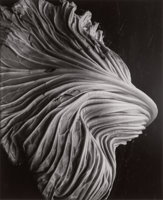 Lot 136 - WESTON, EDWARD (1886-1958) Cabbage Leaf...