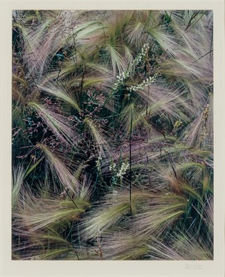 Lot 115 - PORTER, ELIOT (1901-1990) Foxtail Grass,...