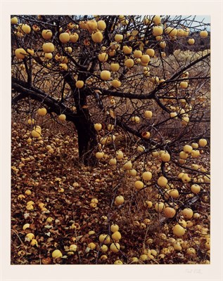 Lot 116 - PORTER, ELIOT (1901-1990) Group of four images,...